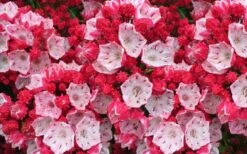 Ostbo Red Mountain Laurel (Kalmia Latifolia) - 2 Gallon Pot -Cheap Plants Store kalmia latifolia ostbo red mountain laurel 2