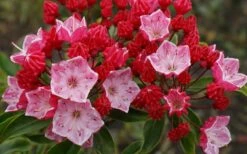 Ostbo Red Mountain Laurel (Kalmia Latifolia) - 2 Gallon Pot -Cheap Plants Store kalmia latifolia ostbo red mountain laurel 3