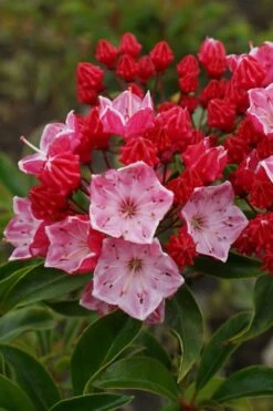Ostbo Red Mountain Laurel (Kalmia Latifolia) - 2 Gallon Pot -Cheap Plants Store kalmia latifolia ostbo red mountain laurel 4