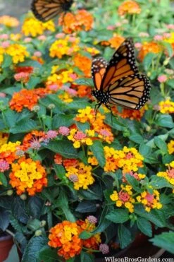 Sonset Hardy Lantana - 1 Gallon Pot -Cheap Plants Store lantana sonset 104 1