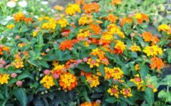 Sonset Hardy Lantana - 5 Pack Of Quart Pots -Cheap Plants Store lantana sonset 105