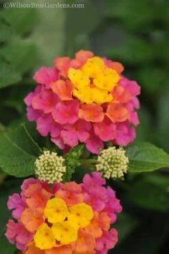 Sonset Hardy Lantana - 5 Pack Of Quart Pots -Cheap Plants Store lantana sonset 20