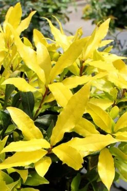 Sicilian Sunshine Sweet Bay Laurel (Laurus Nobilis) - 1 Gallon Pot -Cheap Plants Store laurus nobilis sicilian sunshine sweet bay laurel 2