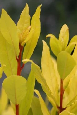 Sicilian Sunshine Sweet Bay Laurel (Laurus Nobilis) - 1 Gallon Pot -Cheap Plants Store laurus nobilis sicilian sunshine sweet bay laurel 5