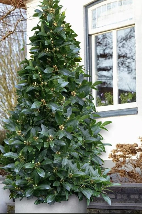 Bay Laurel (Sweet Bay) - Laurus Nobilis - 6 Pack Of 1 Gallon Pots 3 Bay Laurel (Sweet Bay) - Laurus Nobilis - 6 Pack Of 1 Gallon Pots