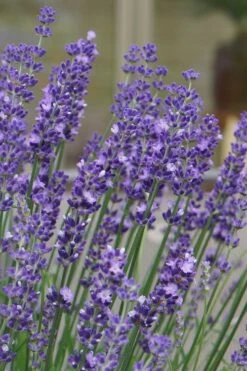 Big Time Blue Lavender - 1 Gallon Pot -Cheap Plants Store lavandula angustifolia big time blue lavender 1