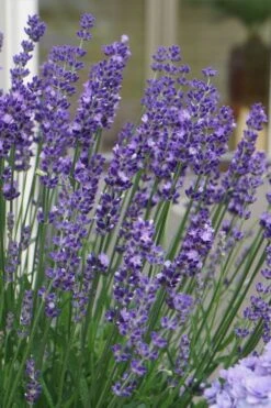 Big Time Blue Lavender - 1 Gallon Pot -Cheap Plants Store lavandula angustifolia big time blue lavender 2