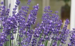 Big Time Blue Lavender - 6 Pack Of 1 Gallon Pots -Cheap Plants Store lavandula angustifolia big time blue lavender 3 1