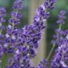 Big Time Blue Lavender - 6 Pack Of 1 Gallon Pots 1 Big Time Blue Lavender - 6 Pack Of 1 Gallon Pots -Cheap Plants Store lavandula angustifolia big time blue lavender 4 1