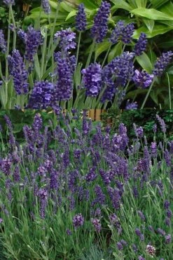 Ellagance Purple English Lavender - 5 Pack Of Quart Pots -Cheap Plants Store lavandula angustifolia ellagance purple english lavender 2