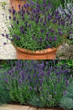 Ellagance Purple English Lavender - 5 Pack Of Quart Pots -Cheap Plants Store lavandula angustifolia ellagance purple english lavender 3