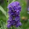 Ellagance Purple English Lavender - 5 Pack Of Quart Pots 1 Ellagance Purple English Lavender - 5 Pack Of Quart Pots -Cheap Plants Store lavandula angustifolia ellagance purple english lavender 4