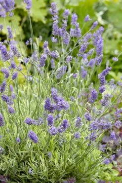 Platinum Blonde English Lavender Plant - 1 Gallon Pot -Cheap Plants Store lavandula angustifolia momparler platinum blonde lavender 2