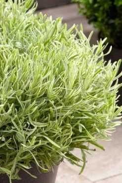 Platinum Blonde English Lavender Plant - 1 Gallon Pot -Cheap Plants Store lavandula angustifolia momparler platinum blonde lavender 5