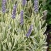 Platinum Blonde English Lavender Plant - 1 Gallon Pot -Cheap Plants Store lavandula angustifolia momparler platinum blonde lavender 6