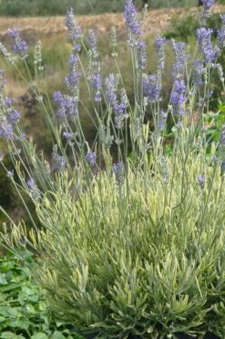 Platinum Blonde English Lavender Plant - 1 Gallon Pot -Cheap Plants Store lavandula angustifolia momparler platinum blonde lavender 7