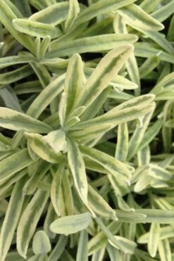 Platinum Blonde English Lavender Plant - 1 Gallon Pot -Cheap Plants Store lavandula angustifolia momparler platinum blonde lavender 8