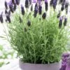 Anouk Spanish Lavender - 1 Gallon Pot -Cheap Plants Store lavandula stoechas anouk spanish lavender 1 1