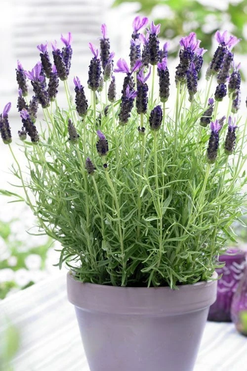 Anouk Spanish Lavender - 1 Gallon Pot 3 Anouk Spanish Lavender - 1 Gallon Pot