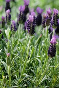 Anouk Spanish Lavender - 5 Pack Of Quart Pots -Cheap Plants Store lavandula stoechas anouk spanish lavender 2