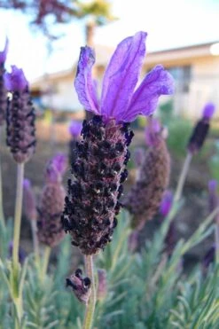 Anouk Spanish Lavender - 5 Pack Of Quart Pots -Cheap Plants Store lavandula stoechas anouk spanish lavender 3