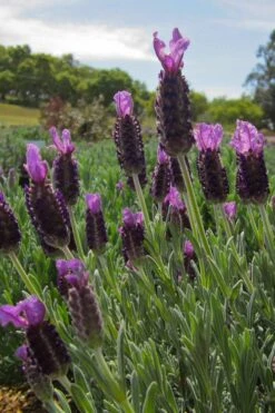 Anouk Spanish Lavender - 1 Gallon Pot 13 Anouk Spanish Lavender - 1 Gallon Pot -Cheap Plants Store lavandula stoechas anouk spanish lavender 4 1