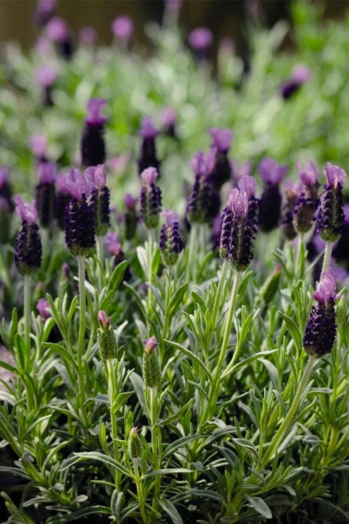 Anouk Spanish Lavender - 1 Gallon Pot 8 Anouk Spanish Lavender - 1 Gallon Pot - Image 6
