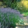 Provence French Lavender - 5 Pack Of Quart Pots -Cheap Plants Store lavandula20intermedia provencer french lavender 102