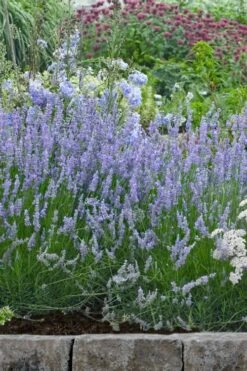 Provence French Lavender - 5 Pack Of Quart Pots -Cheap Plants Store lavandula20intermedia provencer french lavender 106