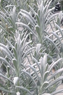 Sensational Lavender - 5 Pack Of Quart Pots 11 Sensational Lavender - 5 Pack Of Quart Pots -Cheap Plants Store lavender intermedia sensational 1 1