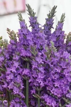 Sensational Lavender - 1 Gallon Pot 13 Sensational Lavender - 1 Gallon Pot -Cheap Plants Store lavender intermedia sensational 2