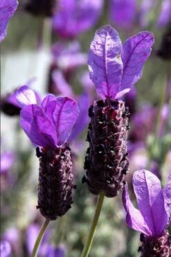 La Diva Big Night Spanish Lavender - 5 Pack Of Quart Pots -Cheap Plants Store lavender la diva big night 1
