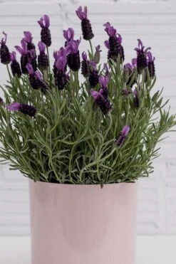 La Diva Big Night Spanish Lavender - 5 Pack Of Quart Pots -Cheap Plants Store lavender la diva big night 3