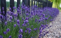Sweet Romance English Lavender Plant - 1 Gallon Pot -Cheap Plants Store lavendula angustifolia sweet romance lavender 4