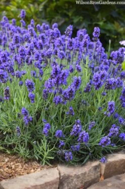 Sweet Romance English Lavender Plant - 1 Gallon Pot -Cheap Plants Store lavendula angustifolia sweet romance lavender 6