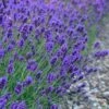 Sweet Romance English Lavender Plant - 1 Gallon Pot -Cheap Plants Store lavendula angustifolia sweet romance lavender 7