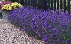 Sweet Romance English Lavender Plant - 1 Gallon Pot -Cheap Plants Store lavendula angustifolia sweet romance lavender 8