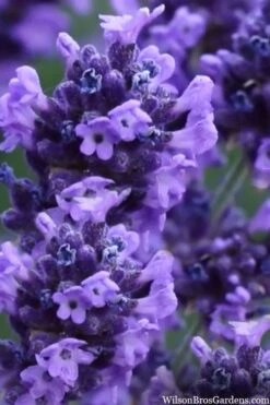 Sweet Romance English Lavender Plant - 1 Gallon Pot -Cheap Plants Store lavendula angustifolia sweet romance lavender 9