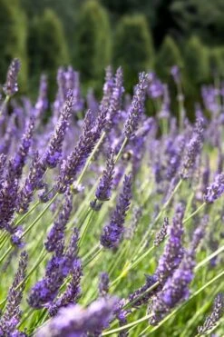 Grosso Lavender - 1 Gallon Pot -Cheap Plants Store lavendula intermedia grosso french lavender 2 1