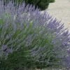 Grosso Lavender - 1 Gallon Pot -Cheap Plants Store lavendula intermedia grosso french lavender 3 1