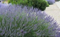 Grosso Lavender - 5 Pack Of Quart Pots -Cheap Plants Store lavendula intermedia grosso french lavender 4