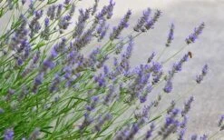 Grosso Lavender - 1 Gallon Pot -Cheap Plants Store lavendula intermedia grosso lavender 1 1