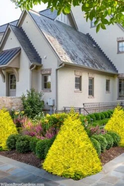 Sunshine Ligustrum - 7 Gallon Pot 14 Sunshine Ligustrum - 7 Gallon Pot -Cheap Plants Store ligustrum sunshine 102 3