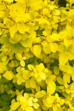 Sunshine Ligustrum - 7 Gallon Pot 17 Sunshine Ligustrum - 7 Gallon Pot -Cheap Plants Store ligustrum sunshine 108 3