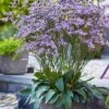 Dazzle Rocks Statice (Limonium) - 1 Gallon Pot -Cheap Plants Store limonium dazzle rocks statice 1