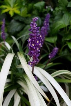 Okina Liriope (Frosted Monkey Grass) - 6 Pack Of 1 Gallon Pots -Cheap Plants Store liriope muscari okina lilyturf 4 1