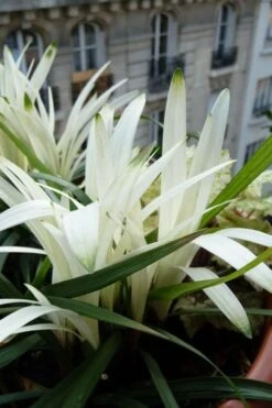 Okina Liriope (Frosted Monkey Grass) - 6 Pack Of 1 Gallon Pots -Cheap Plants Store liriope muscari okina lilyturf 5 1