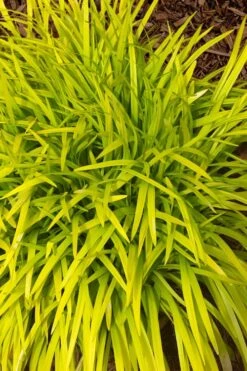 Gold Ingot Liriope (Golden Lilyturf) - 6 Pack Of 1 Gallon Pots -Cheap Plants Store liriope muscari peedee ingot golden lilyturf 11