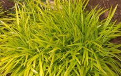 Gold Ingot Liriope (Golden Lilyturf) - 6 Pack Of 1 Gallon Pots -Cheap Plants Store liriope muscari peedee ingot golden lilyturf 3
