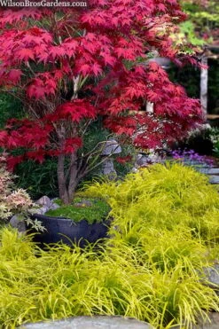 Gold Ingot Liriope (Golden Lilyturf) - 6 Pack Of 1 Gallon Pots -Cheap Plants Store liriope muscari peedee ingot golden lilyturf 5 1